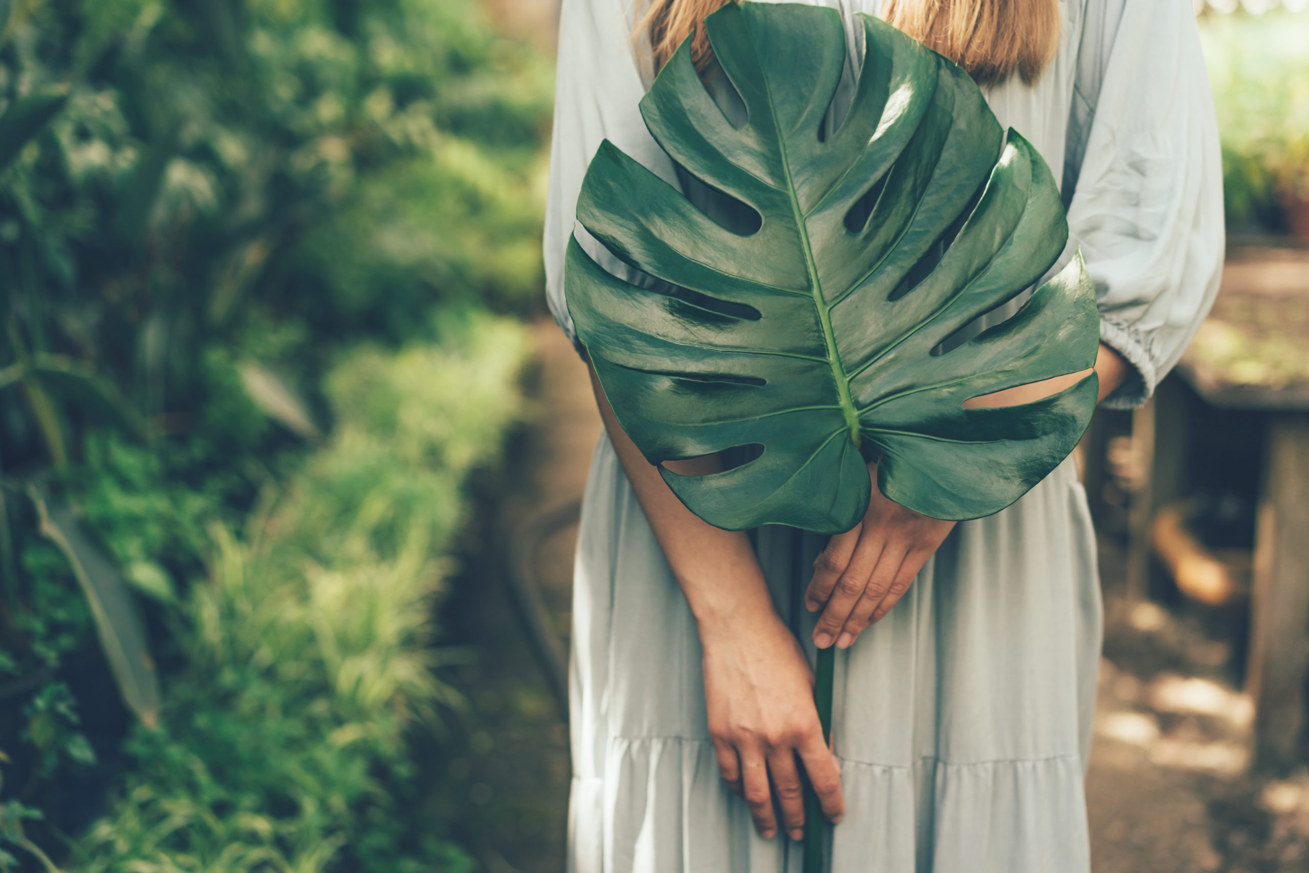 Figure of the girl and leaf monstera close-up, interior of the greenhouse. Ecological, healthy lifestyle concept.